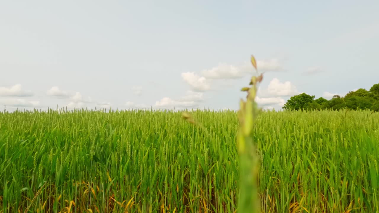 Timelapse of a calm wheat field under drifting clouds, capturing natural growth, rural atmosphere, and the quiet rhythm of countryside landscapes