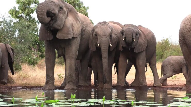 Plano geral de elefantes africanos bebendo em um charco, Grande Kruger