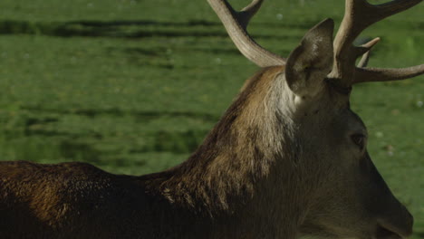 Kanadische-Tierwelt---Majestätische-Hirsche,-Die-Am-Ufer-Eines-Flusses-Entlang-Spazieren