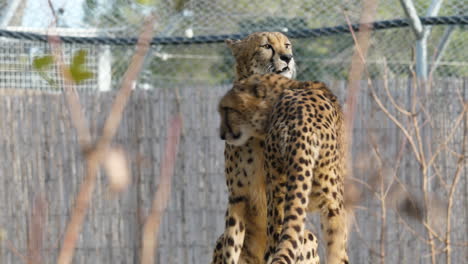 dos guepardos acinonyx jubatus frotándose el uno contra el otro en el zoológico de montpellier