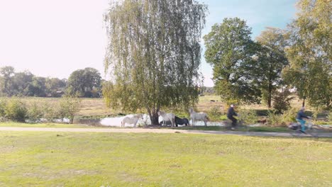 Wir-Nähern-Uns-Pferden,-Die-Im-Schatten-Eines-Baumes-In-Einem-Freien-Teil-Der-Grünfläche-Stehen,-Mit-Vorbeifahrenden-Menschen-Auf-Fahrrädern-Und-Einem-Fluss-Im-Hintergrund