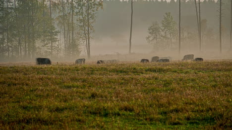 Zeitrafferaufnahme,-Die-Eine-Herde-Grasender-Kühe-Auf-Einem-Mystischen-Nebligen-Bauernhoffeld-In-Der-Landschaft-Zeigt