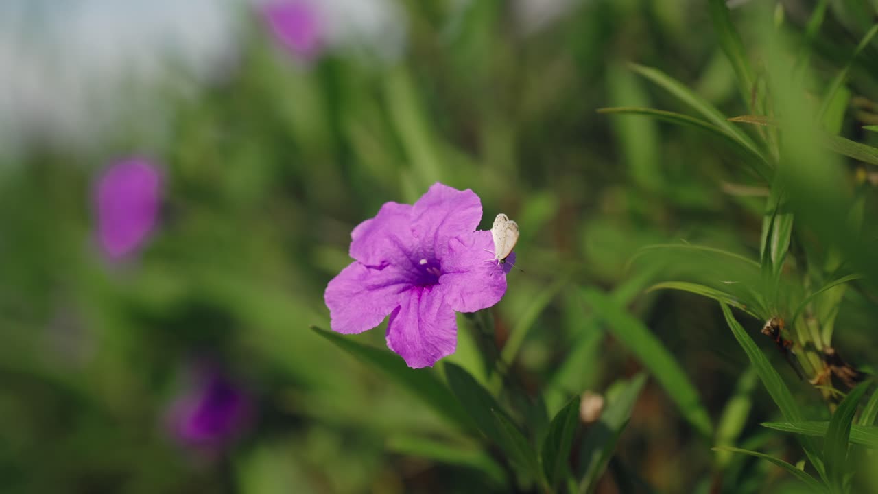 flor morada vívida con linda mariposa blanca pequeña en el jardín botánico, bokeh