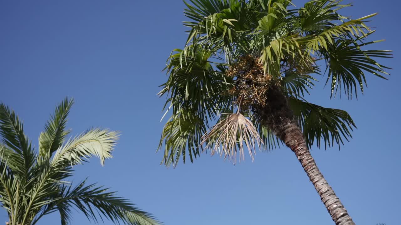 Palme con foglie verdi e cielo blu riprese dal basso