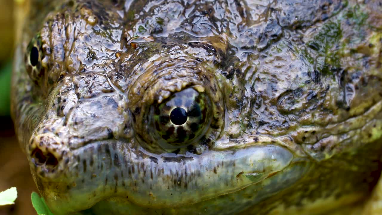 Extremely closeup shot of a Common Snapping Turtle Chelydra serpentina.