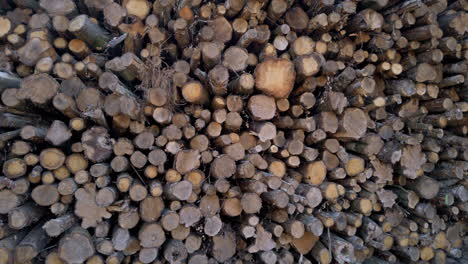 enorme pila de troncos en una granja