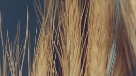 beautiful macro shoot on the wheat field with a light movement