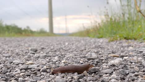 Eine-Braune-Nacktschnecke-Kriecht-Von-Links-über-Eine-Schotterstraße-Und-Verschwindet-Auf-Der-Rechten-Seite,-Nahaufnahme,-Extrem-Schnell,-Zeitrafferaufnahme