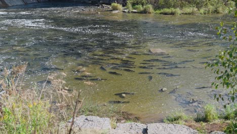salmon migration in a river