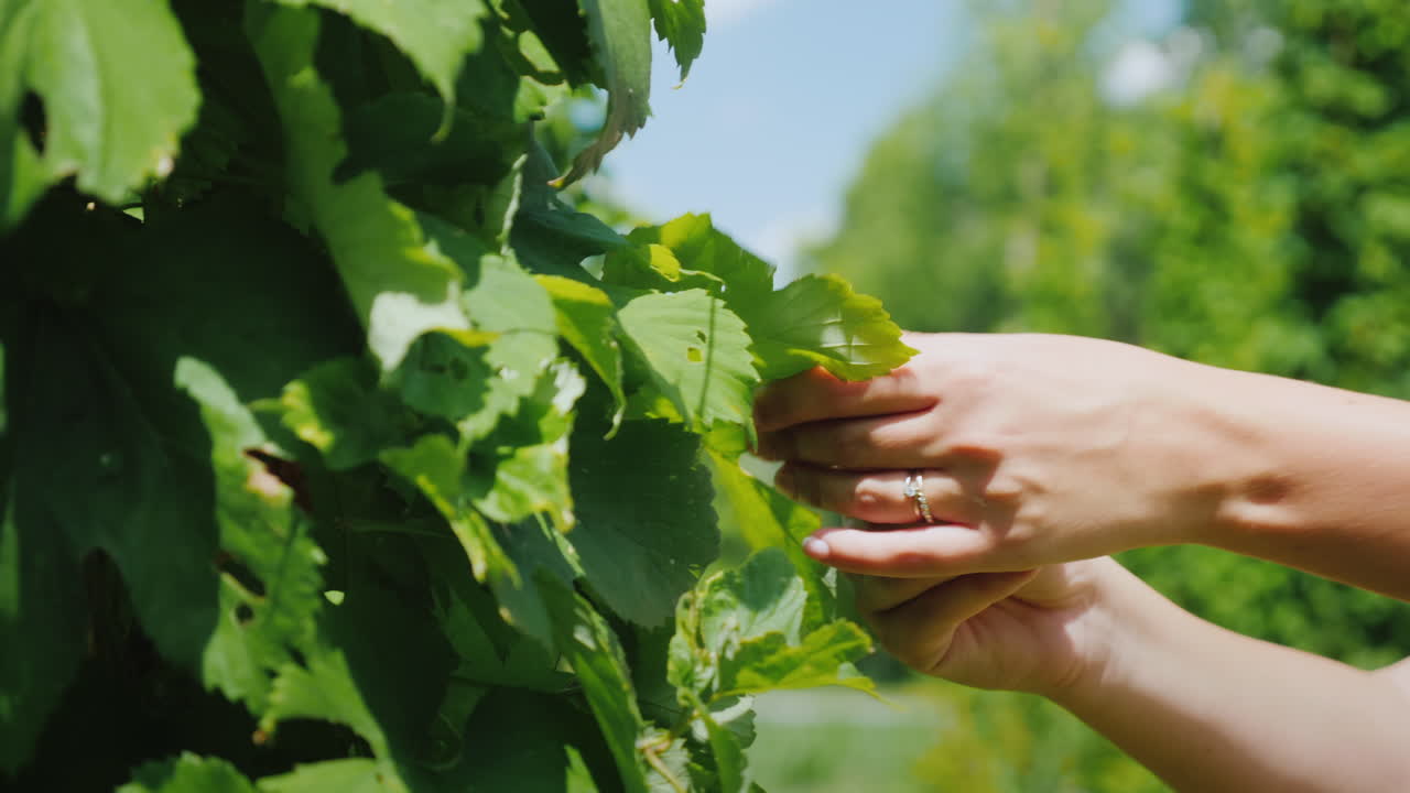 농부의 손이 양조를 위한 홉 식물 원료를 연구하고 있습니다.