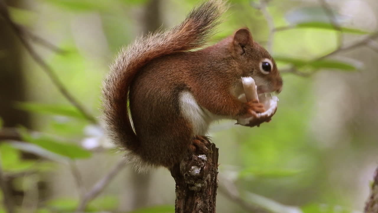 A cute red squirrel sits on branch while enjoying munching on a fresh mushroom