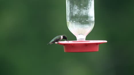 un colibrí de garganta rubí posado en un comedero y bebiendo agua azucarada