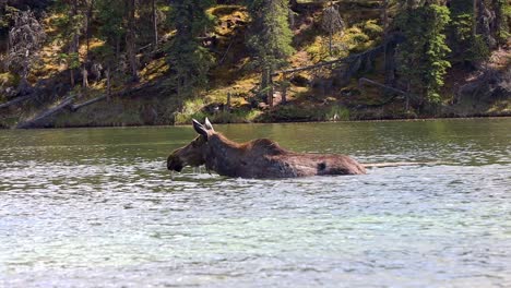 cow moose, alces alces, walking through a lake at the edge of the denali national park, alaska, usa