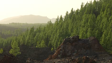 Green-trees-on-rich-volcanic-soil-in-Teide-National-Park,-Tenerife