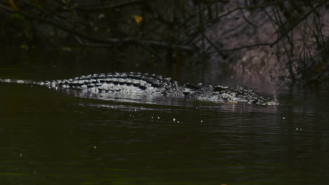 dangerous crocodile swimming in a river