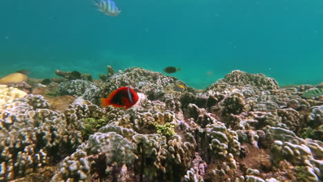 Unterwasseraufnahmen-Von-Korallenriffen-Mit-Flora-Und-Fauna-Und-Bunten-Fischen