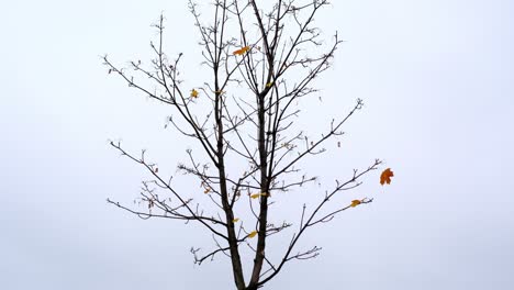 last yellow leaves on tree, flutter on wind and disappear, autumn time lapse