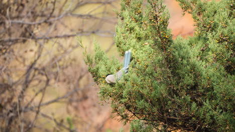 azure-winged magpie bird pulls off juniperus phoenicea berrry, hold fruit in beak and flies away in slow motion