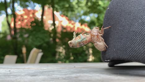 raro lapso de tiempo de la muda de un insecto cigarra