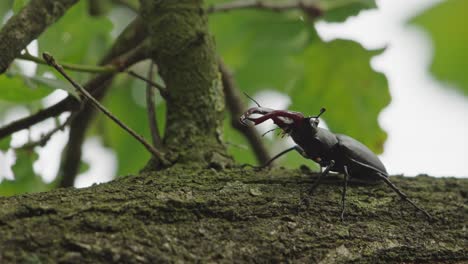 close up shot of a smale stag beetle standing on a branch with its head up scenting for pheromones from a female