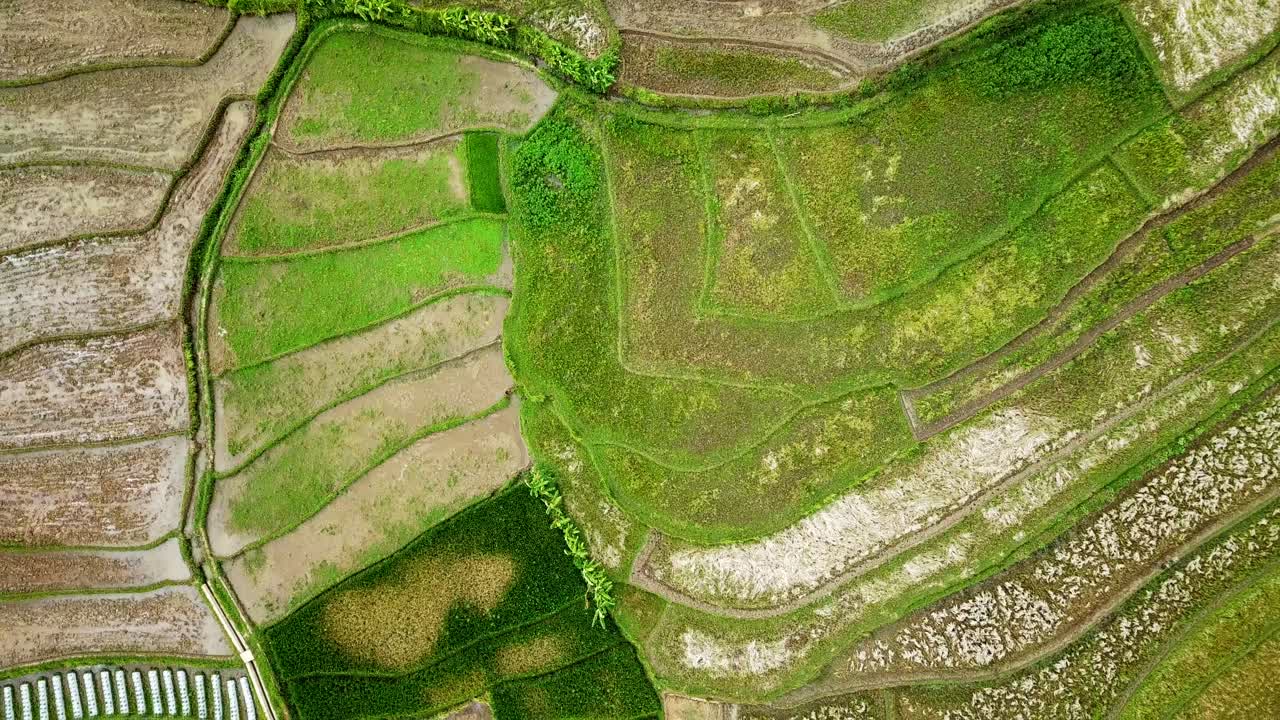 video de drones aéreos de un campo de arroz tropical no cultivado con suelo que parece agrietado