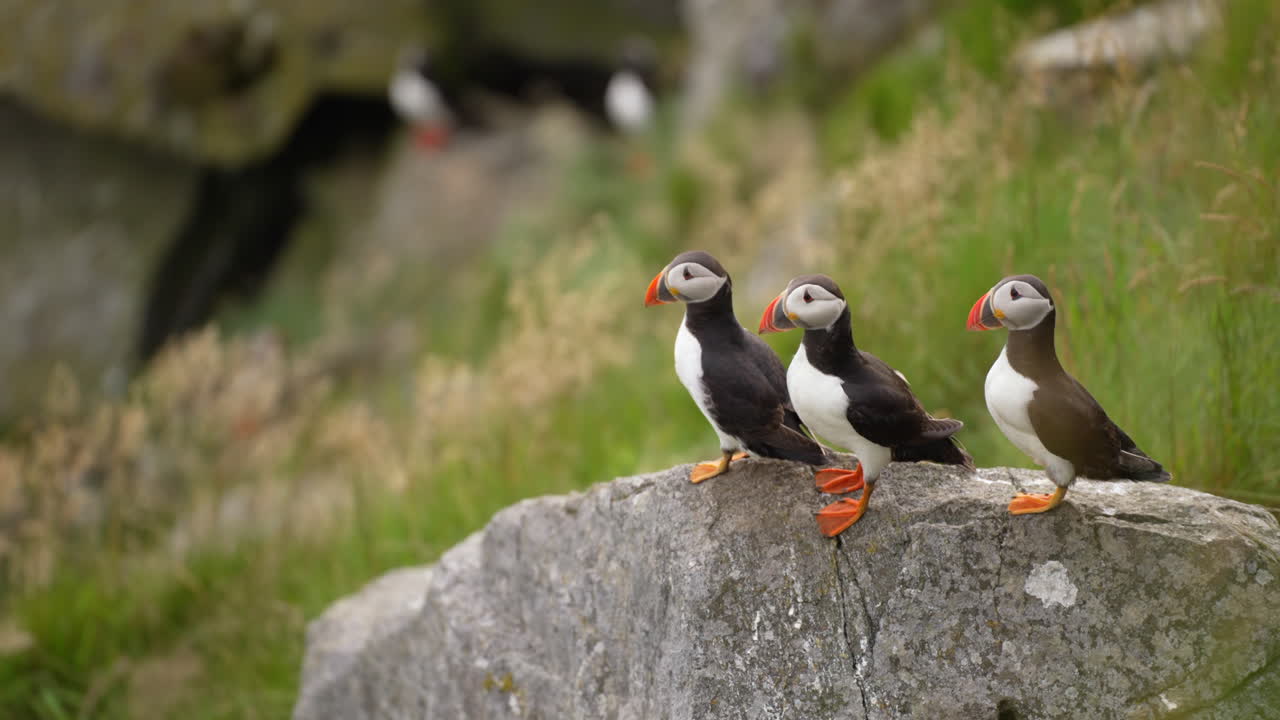 tres frailecillos encaramados en una roca en un acantilado ventoso en noruega, cámara lenta