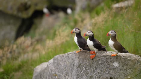 Drei-Papageientaucher-Sitzen-Auf-Einem-Felsen-Auf-Einer-Windigen-Klippe-In-Norwegen,-Zeitlupe