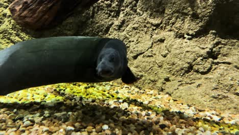 curious fire eel swimming near camera close up