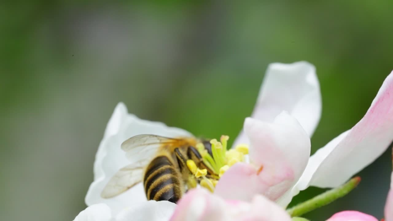 Close-up macro shot of a honeybee collecting nectar from a white and pink flower, symbolizing pollination, spring, and nature’s delicate balance.