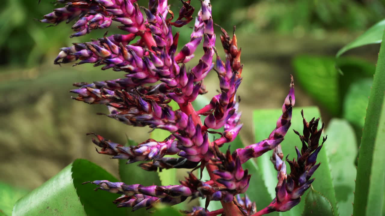 숲 속의 화려한 분홍색 식물