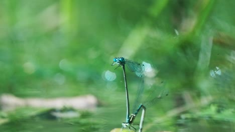 pair of damselfly in tandem position