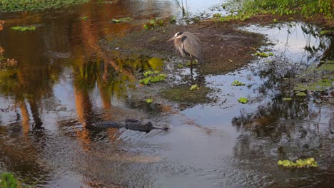 alligator swims toward swamp bird