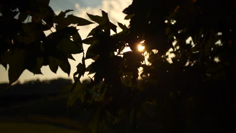 disparos de puesta de sol en el parque