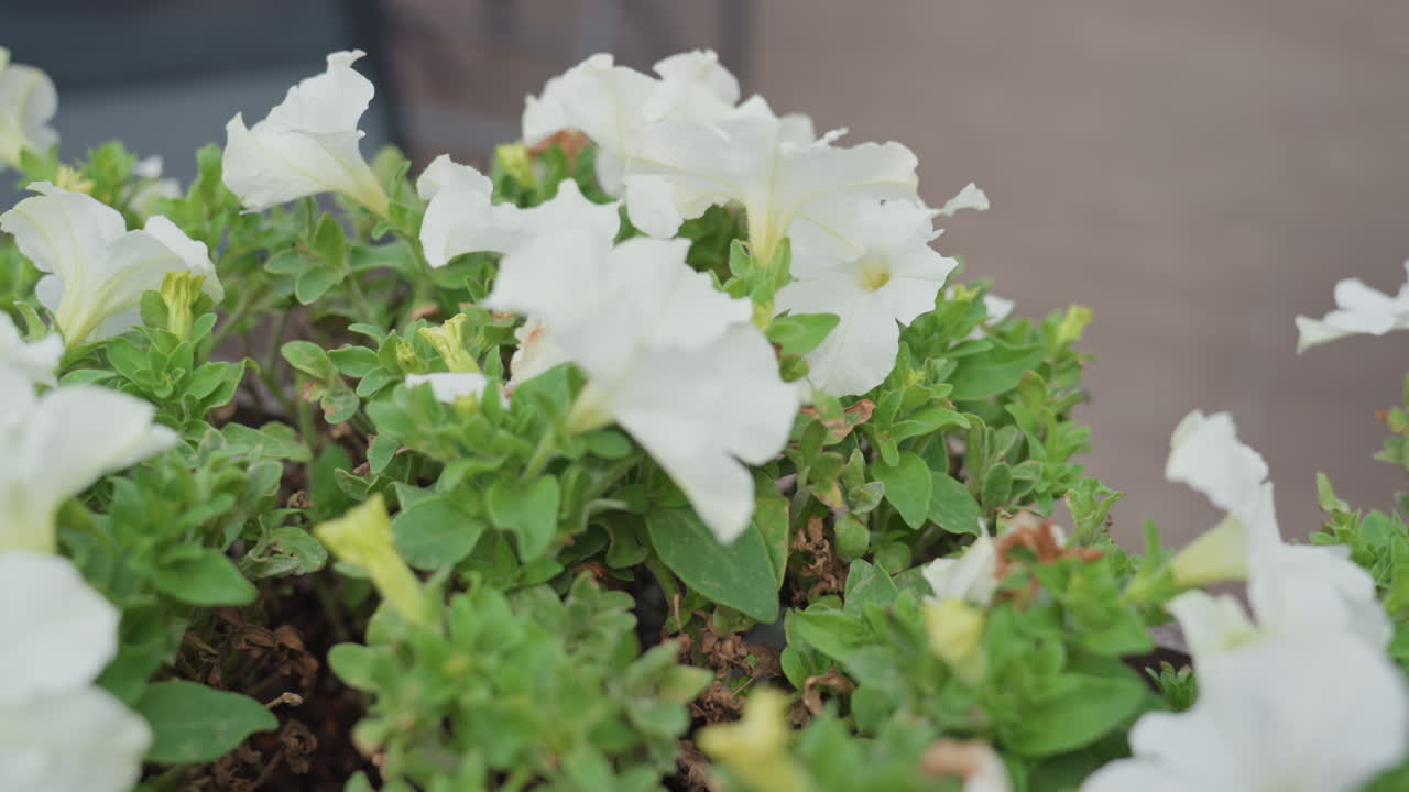 flores de petúnia branca em floreira de madeira banhada pela suave luz da manhã, pétalas delicadas e folhagem verde com brisa suave, baixa profundidade de campo e bokeh suave, plano de fundo de café urbano e madeira rústica