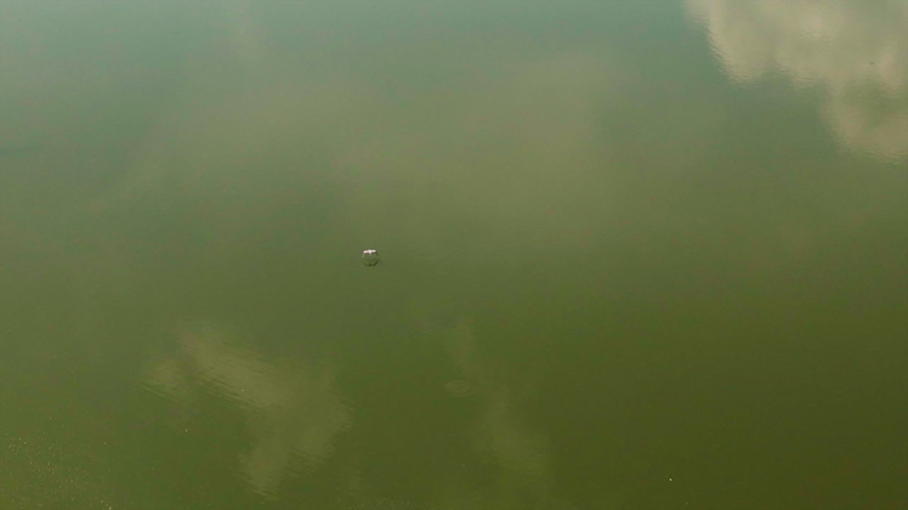 Bird Flying Over Calm Lake Water In Cook's Landing Park, Little Rock, Arkansas, USA - aerial top