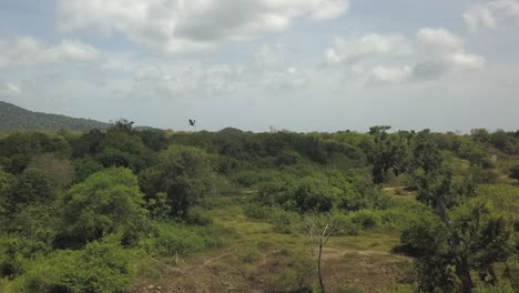 Aerial-tracks-Grey-Heron-taking-flight-from-wetland-treetop-in-forest