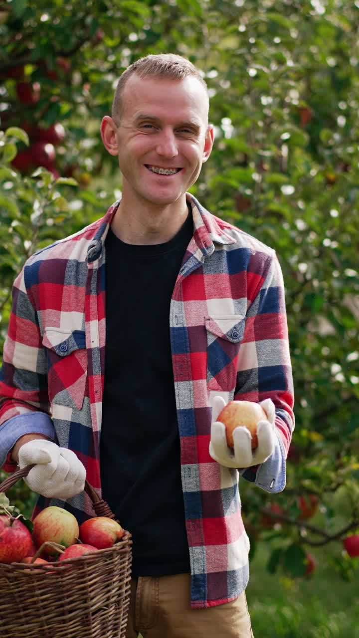 Male farmer in chequered shirt has fun picking apples. Man plays with an apple tossing it into air. Teenage boy at backdrop collects fruit into basket. Vertical video
