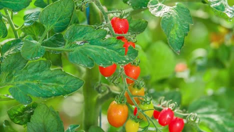 Fresh-cherry-tomatoes-hanging-on-the-plant,-close-up