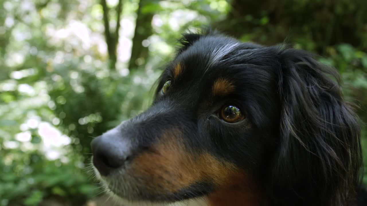 toma estrecha de la cara de un mini pastor australiano en una ruta de senderismo