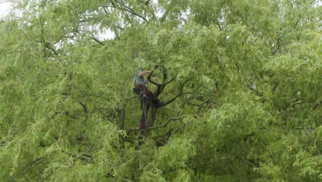 An aerial view of a tree surgeon trimming a large tree