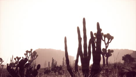 rayo de luz solar disparando a través del cielo del desierto al atardecer