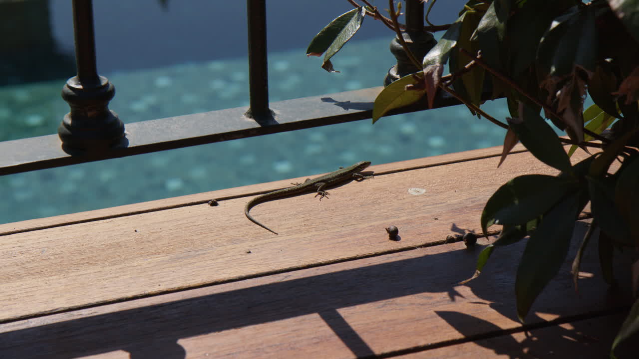 True Lizard Basking In Sunlight On Boardwalk In Tremezzo, Italy. high angle shot