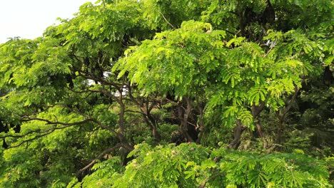 Murciélagos-Frugívoros-Colgados-De-Los-árboles-En-Kolhapur