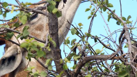 primer plano de una jirafa comiendo hojas de un árbol