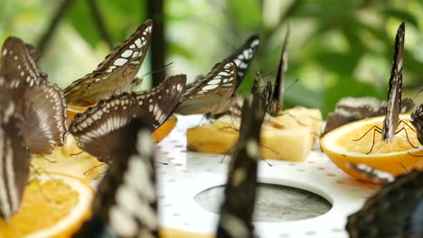 Voller-Schwarzer-Und-Blauer-Schmetterling-Im-Sommer