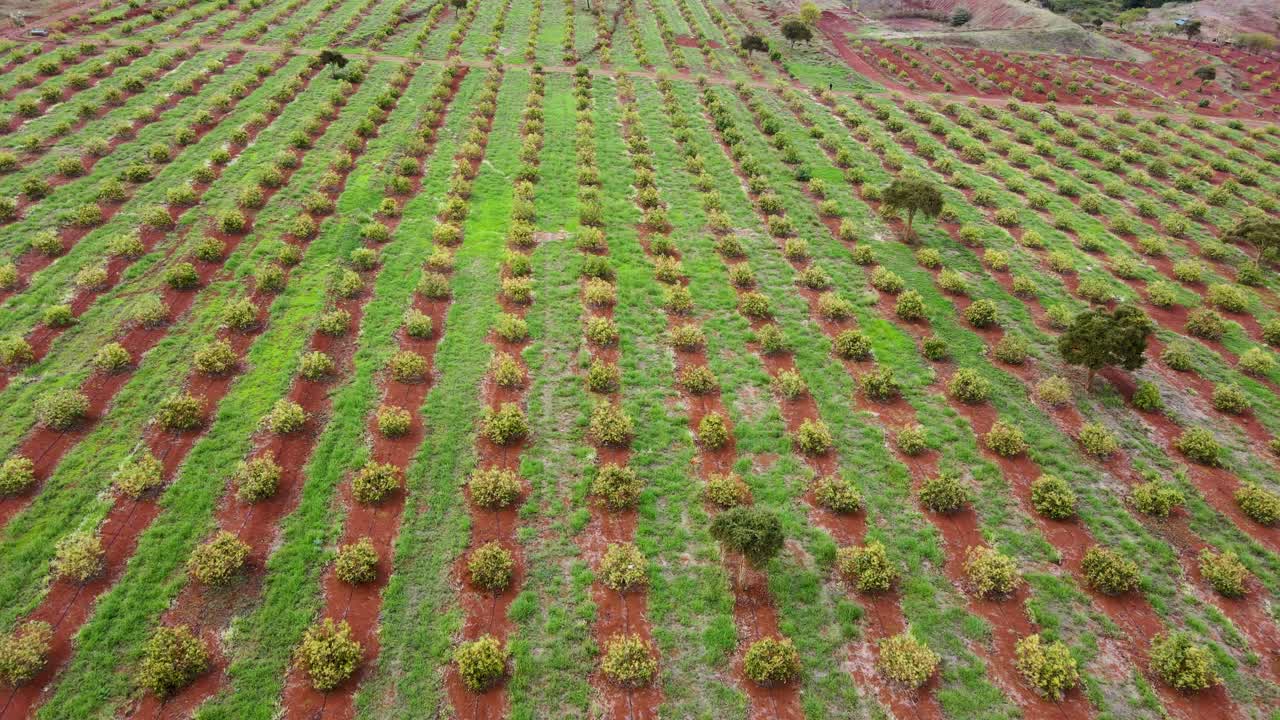 스마트 농업 기술 - 케냐 아보카도 농장의 공중 드론 보기