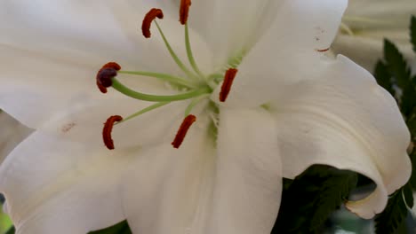 Ein-Duftendes-Blumenarrangement-Beginnt-Zu-Welken,-Zeigt-Aber-Immer-Noch-Seine-Pracht