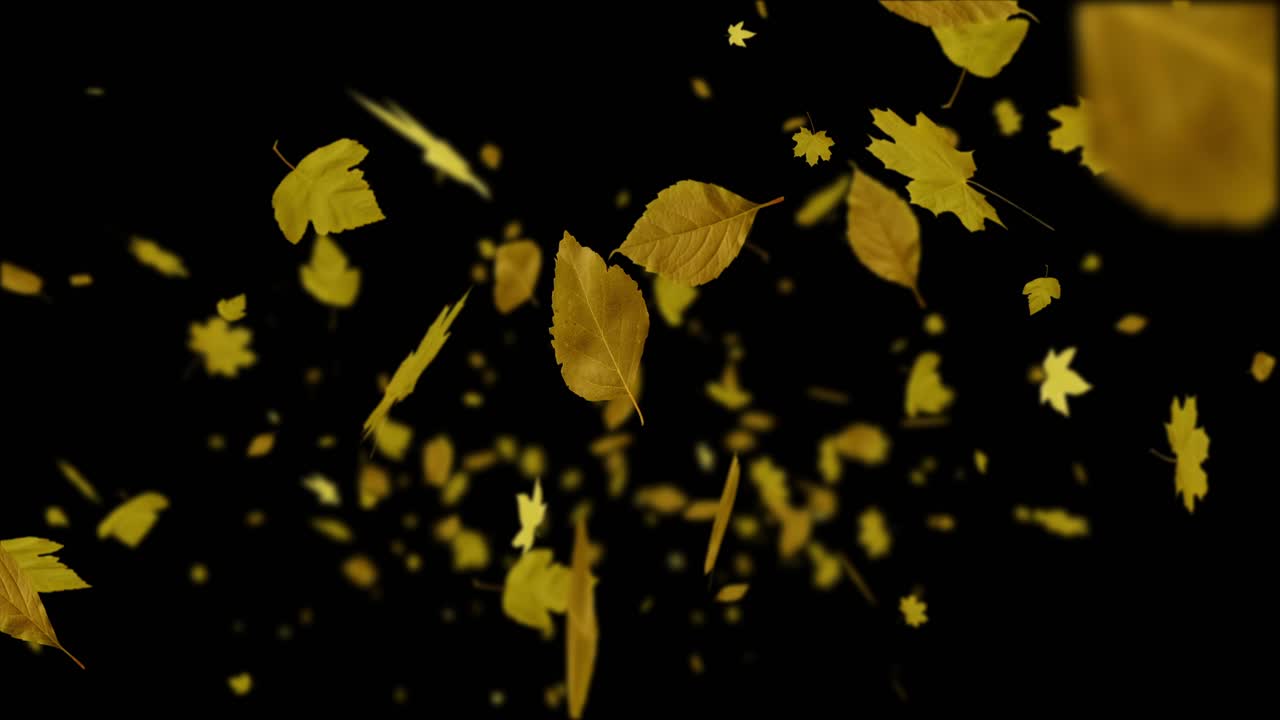 A cascade of yellow and golden autumn leaves falls through frame in slow motion. Seamless loop on isolated black background with alpha channel. For seasonal, nature, or Thanksgiving themes