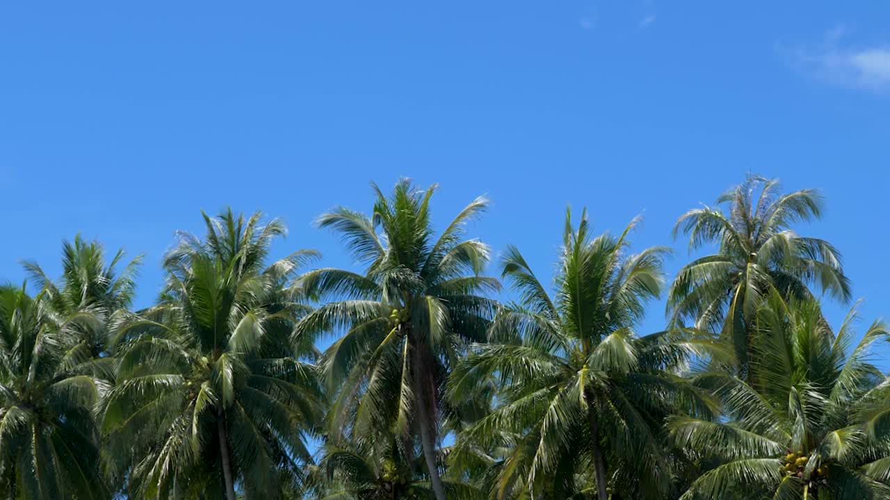 Coconut palm trees on tropical island