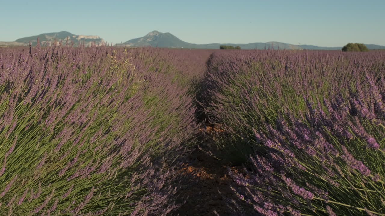 campo de lavanda flores de cerca en valensole provence
